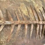 Signed Iron Fish Sculpture by Lachaize